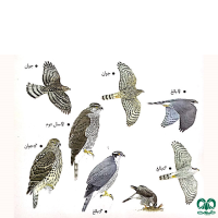 گونه طرلان Northern Goshawk 